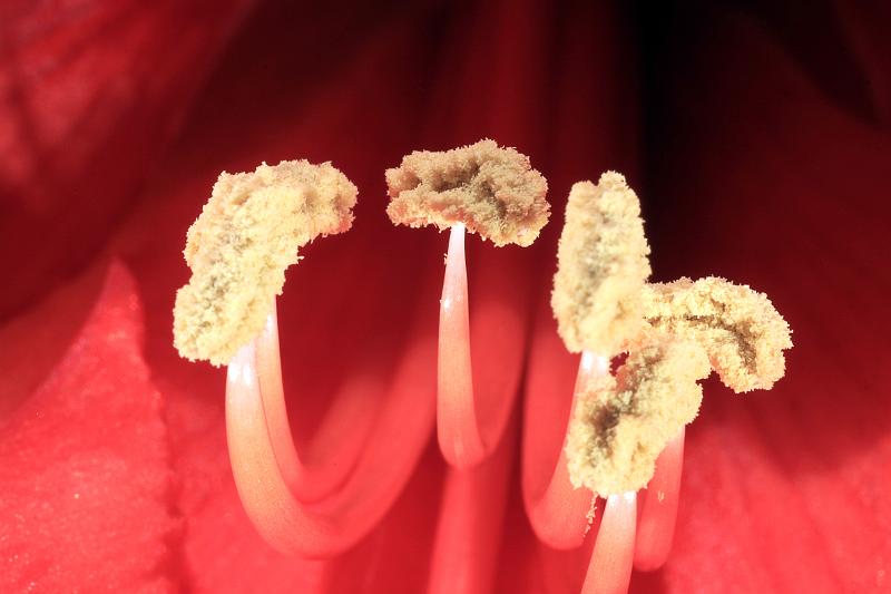 Staubgefäße der Amaryllis.JPG - Staubgefäße der Amaryllis